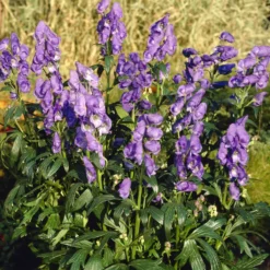 Herbst-Eisenhut Arendsii - Blaue Blüten bis November