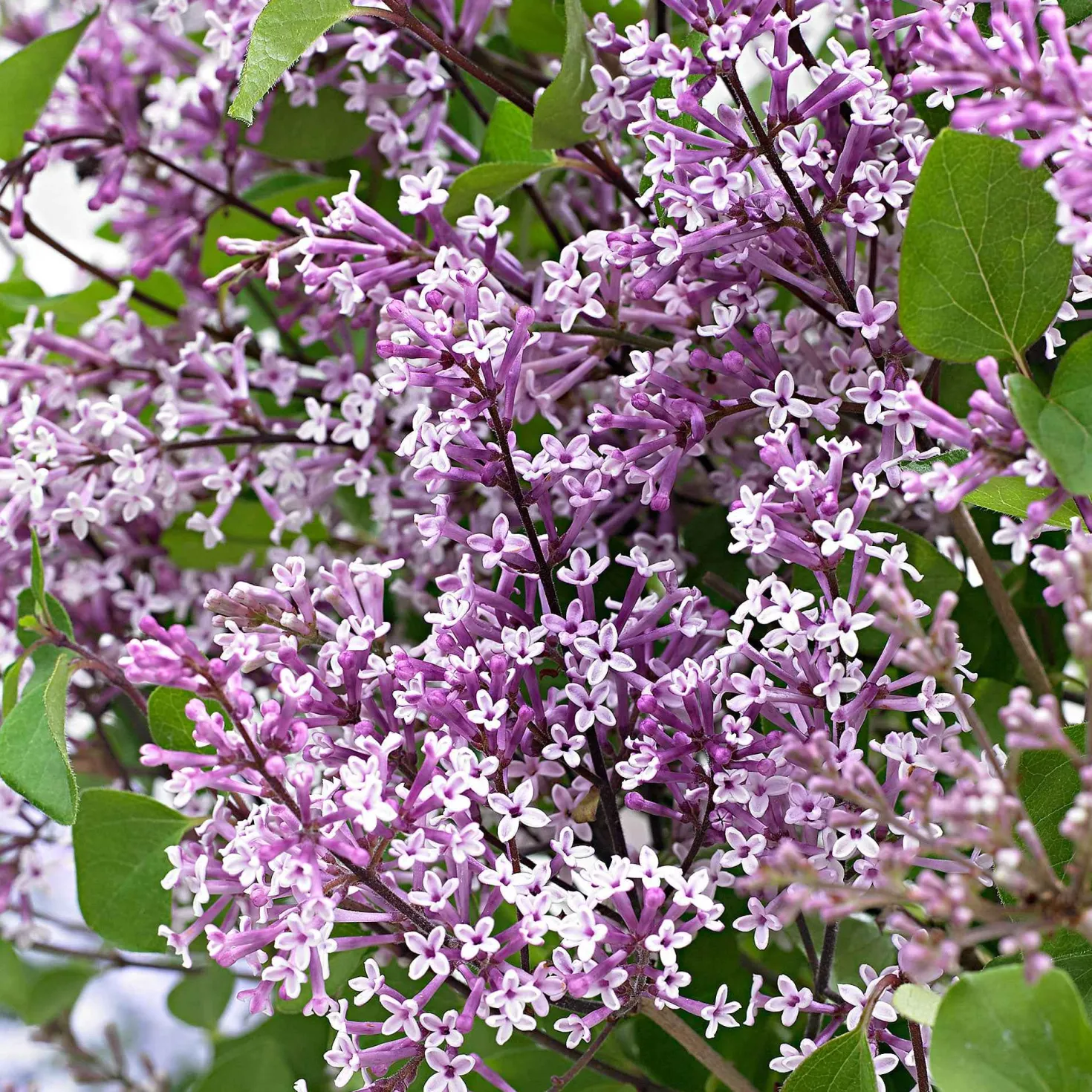 Herbstflieder 'Dark Purple' - Flieder, der zweimal blüht