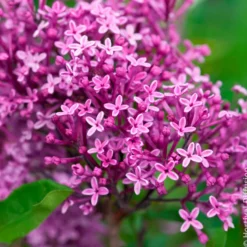 Herbstflieder 'Dark Purple' - Flieder, der zweimal blüht