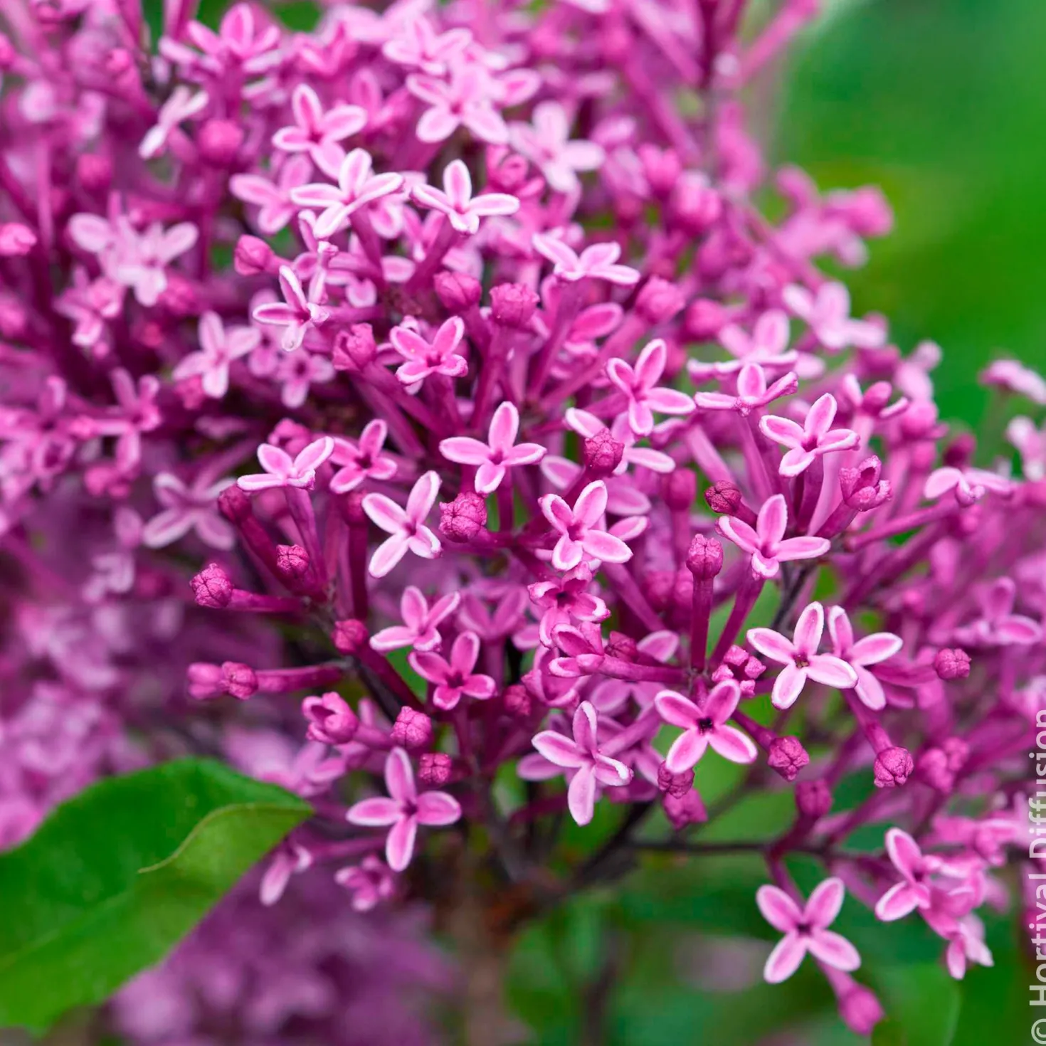 Herbstflieder 'Dark Purple' - Flieder, der zweimal blüht