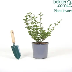 Herbstflieder 'Dark Purple' - Flieder, der zweimal blüht