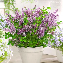 Herbstflieder 'Dark Purple' - Flieder, der zweimal blüht