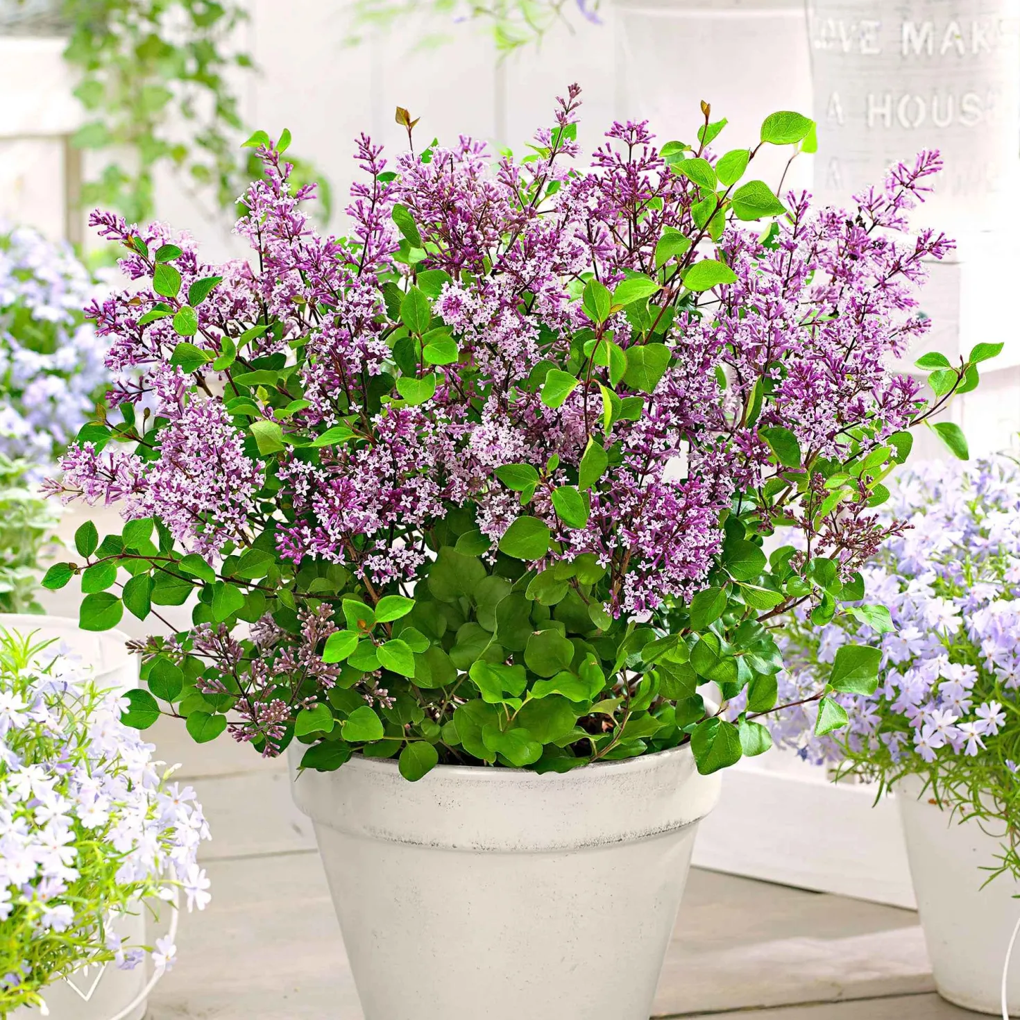 Herbstflieder 'Dark Purple' - Flieder, der zweimal blüht