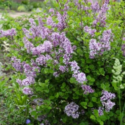 Herbstflieder 'Dark Purple' - Flieder, der zweimal blüht