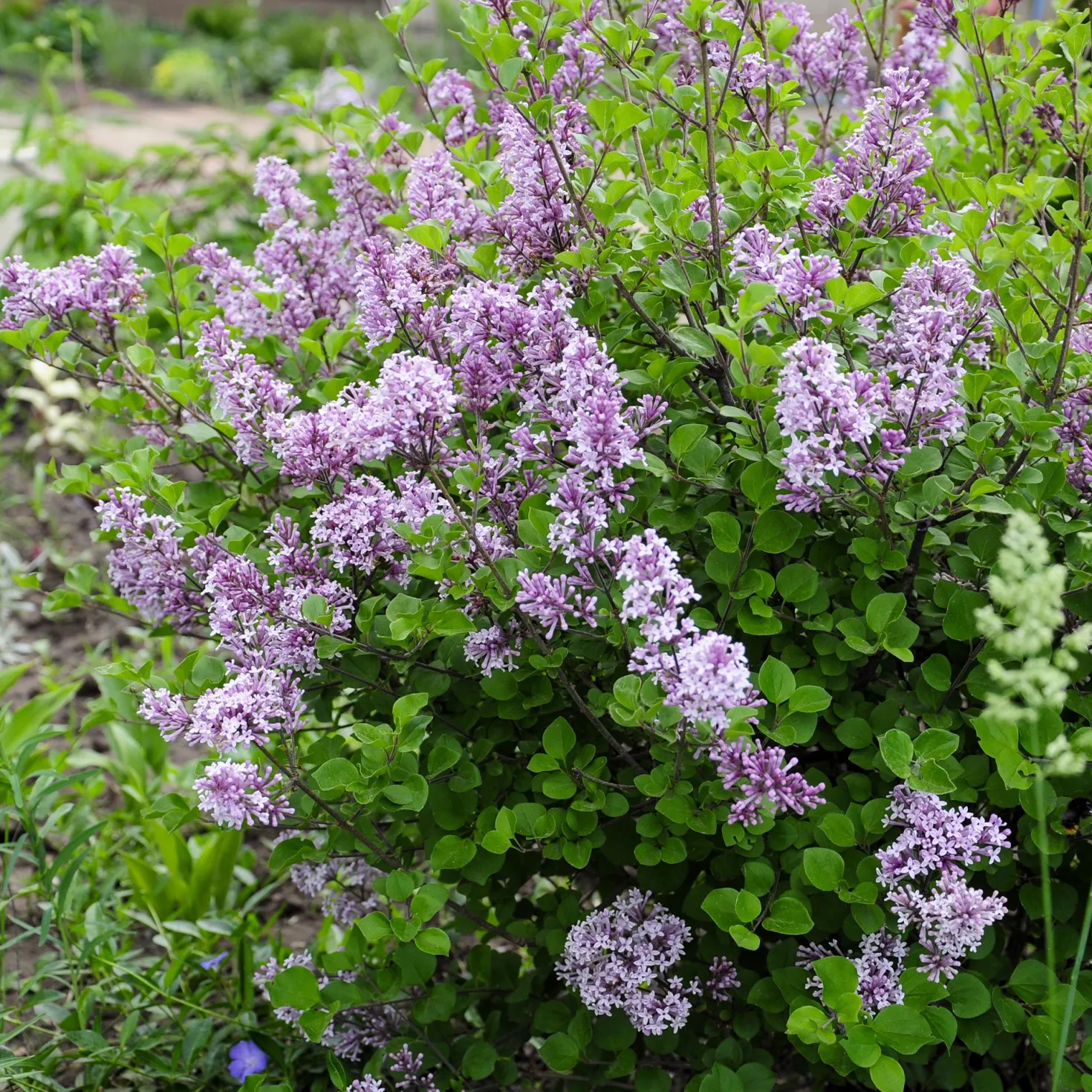 Herbstflieder 'Dark Purple' - Flieder, der zweimal blüht
