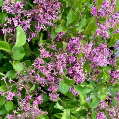 Herbstflieder 'Dark Purple' - Flieder, der zweimal blüht
