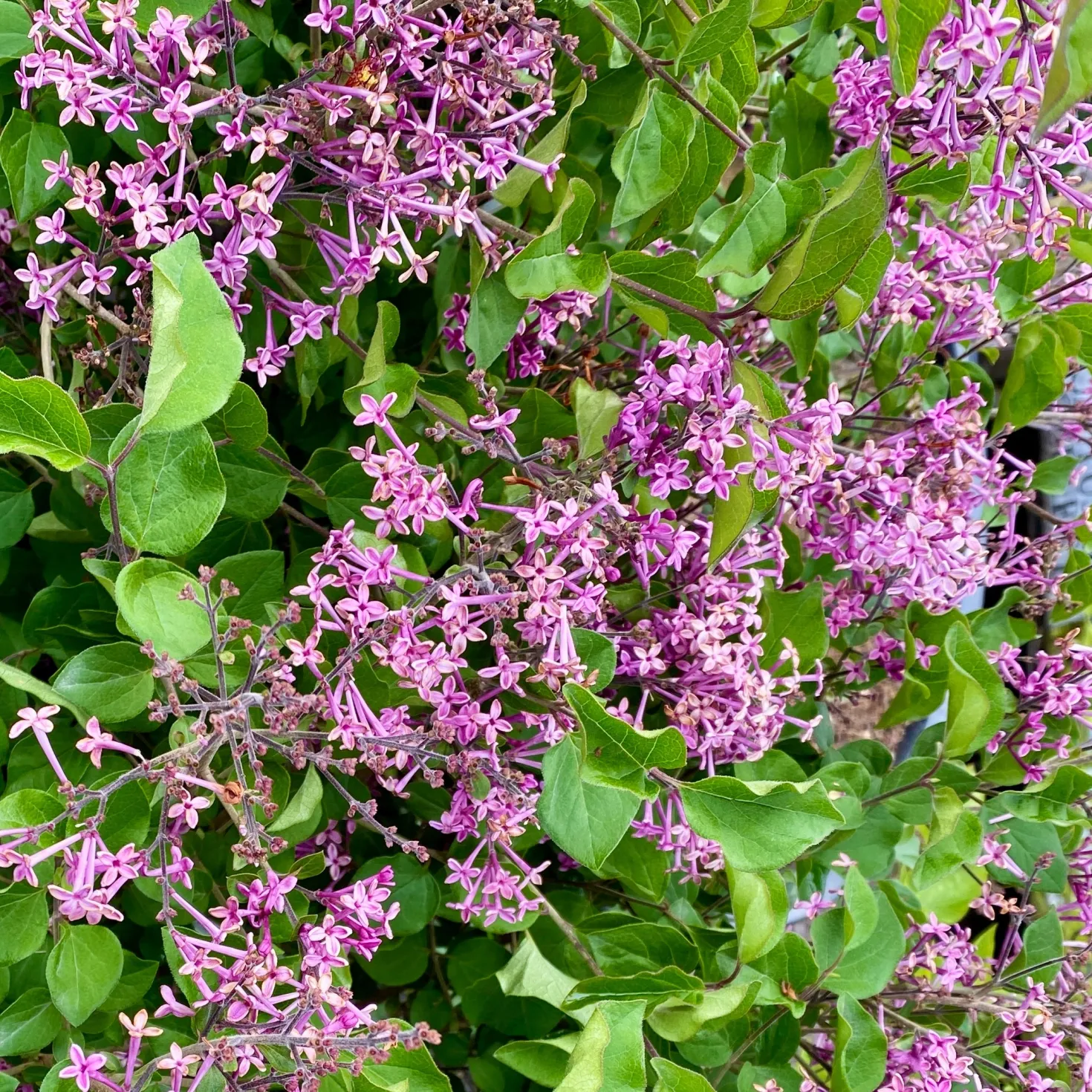 Herbstflieder 'Dark Purple' - Flieder, der zweimal blüht