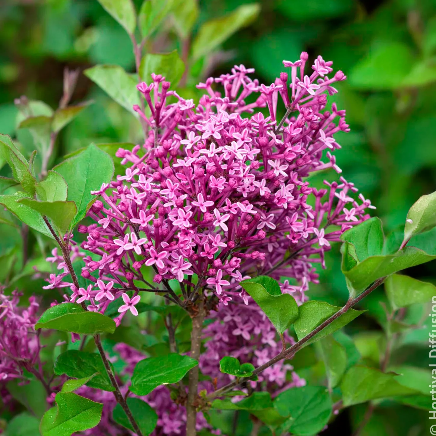 Herbstflieder 'Dark Purple' - Flieder, der zweimal blüht