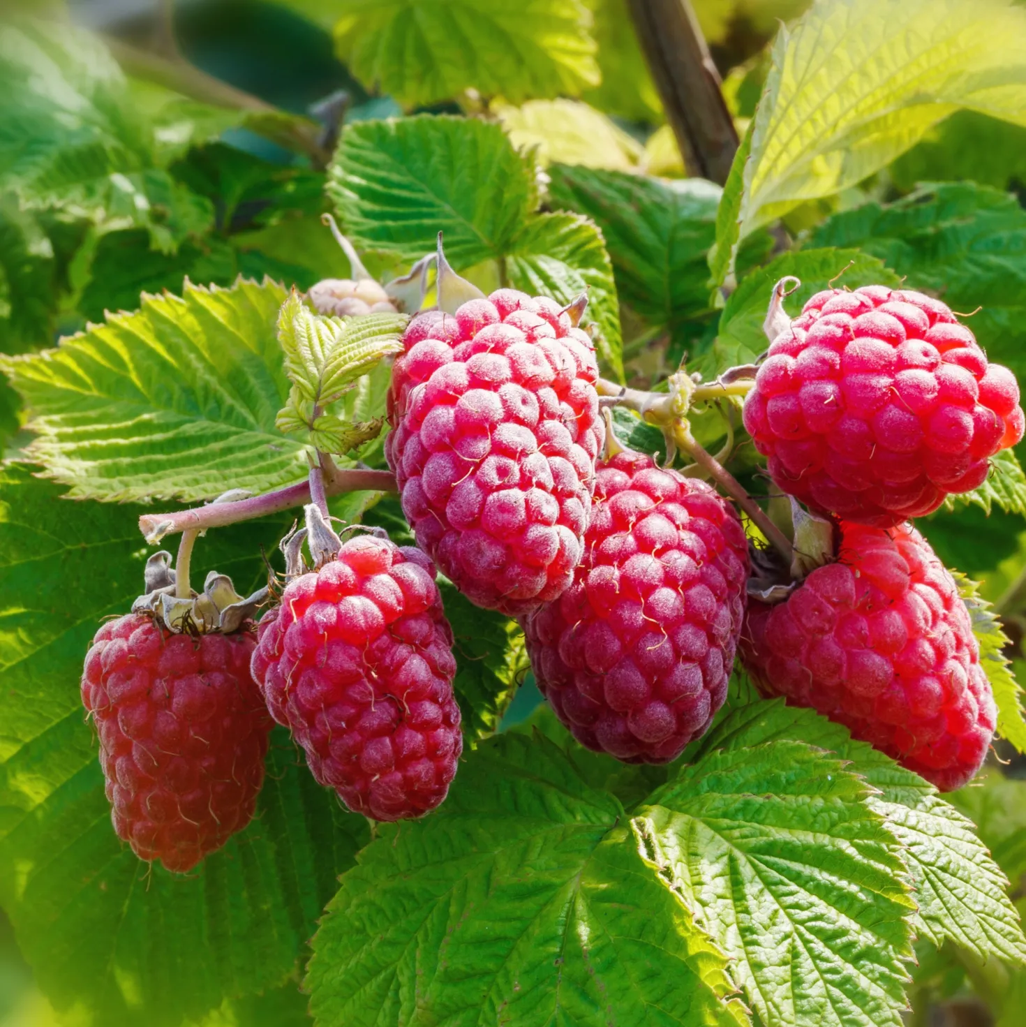 Herbsthimbeere ‘Versailles’ (x2) - Süße Ernte bis in den Herbst
