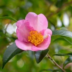 Herbst-Kamelie - Blüten, wenn andere ruhen