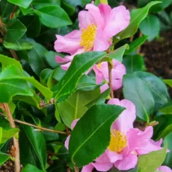 Herbstkamelie ‘Cleopatra’ - Blüten mitten im Winter