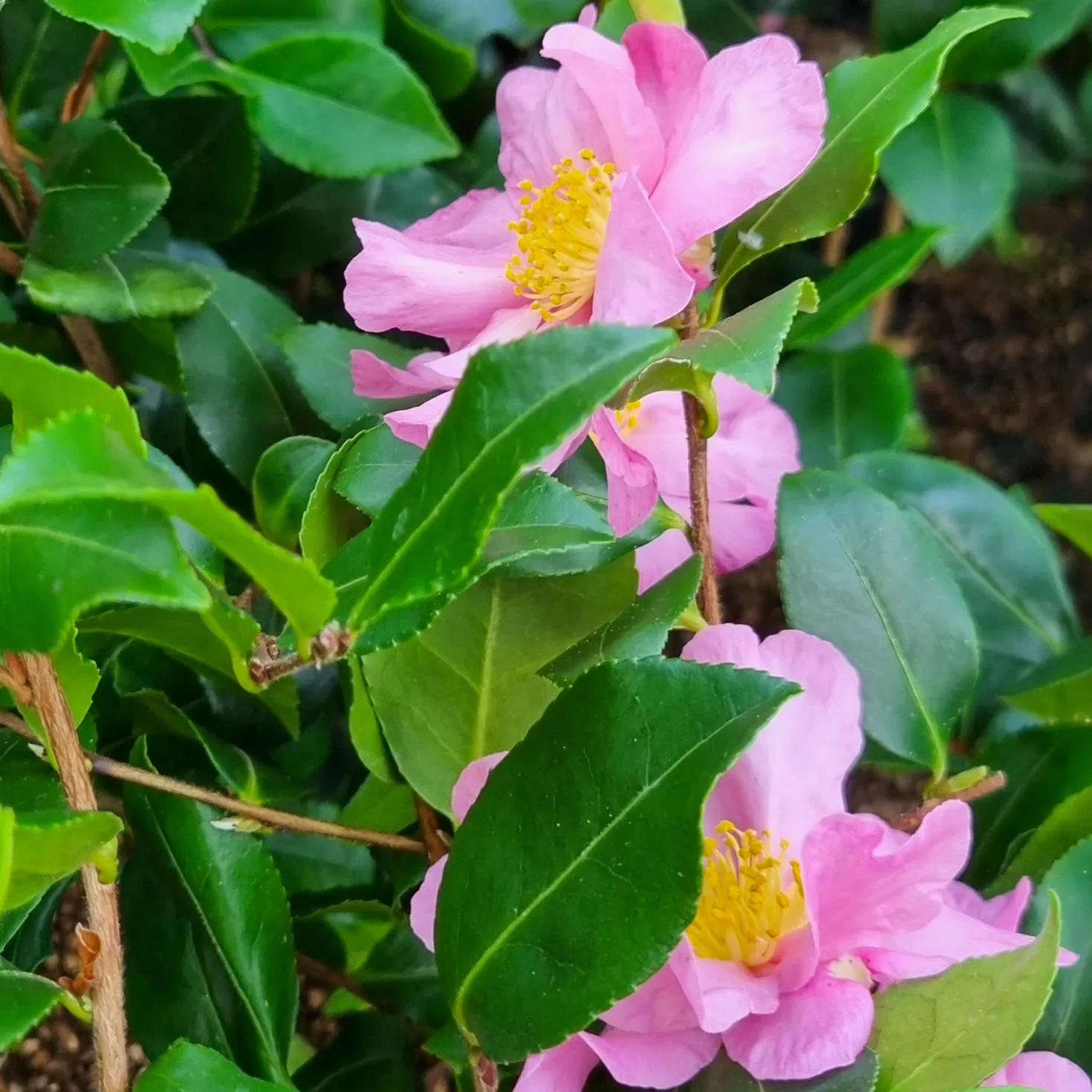 Herbstkamelie ‘Cleopatra’ - Blüten mitten im Winter