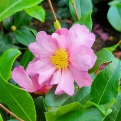 Herbstkamelie ‘Cleopatra’ - Blüten mitten im Winter