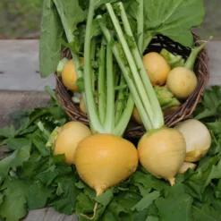 Herbstrübe ‘Goldana’ Bio - Goldgelb und mild im Herbst