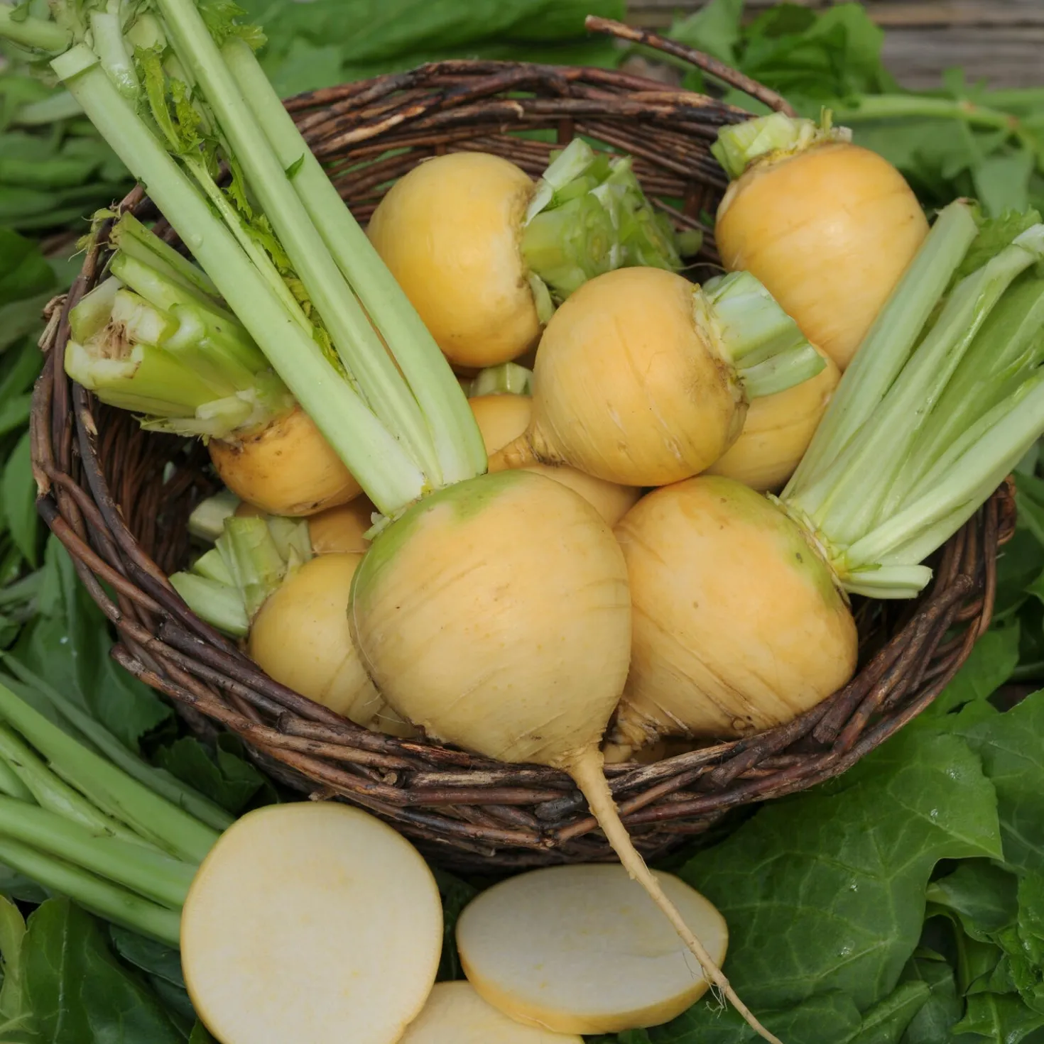 Herbstrübe ‘Goldana’ Bio - Goldgelb und mild im Herbst