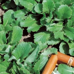 Herbstrübe grün - Zarte Rüben ohne Aufwand