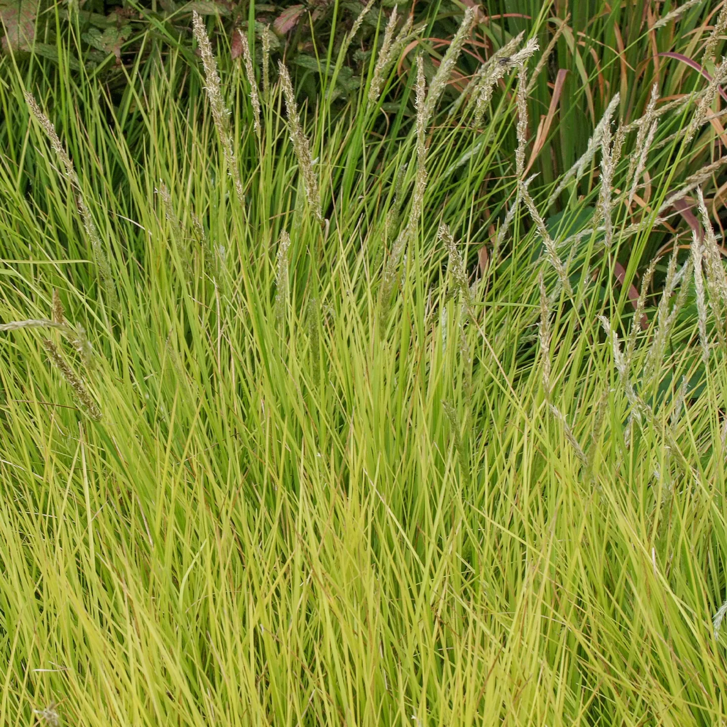 Herbst-Sesleria - Grün das ganze Jahr