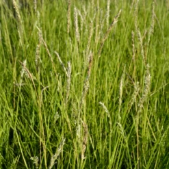Herbst-Sesleria - Grün das ganze Jahr