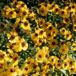 Herbst-Sonnenbraut Pumilum Magnificum - Sonnengelb bis in den Herbst