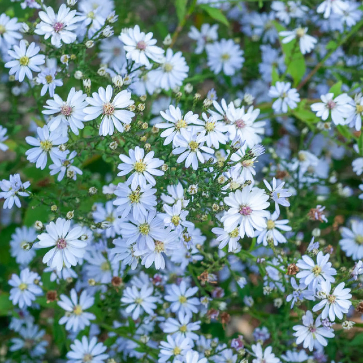 Herzblatt-Aster ‘Ideal’ - Blaue Blütenwolke im Herbst