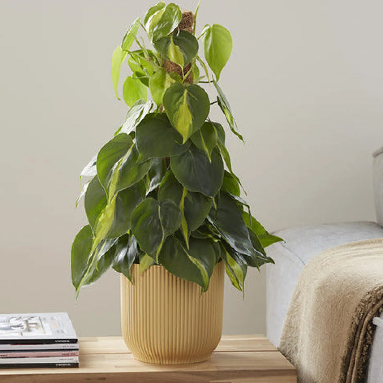 Herzblatt-Philodendron 'Brasil' - Grün, das sofort wirkt