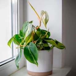 Herzblatt-Philodendron 'Brasil' - Grün, das sofort wirkt