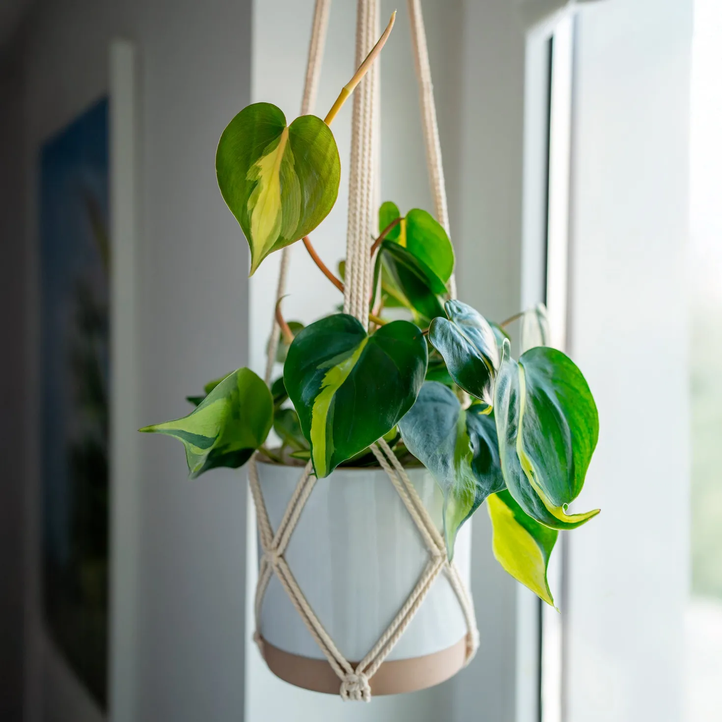 Herzblatt-Philodendron 'Brasil' - Grün, das sofort wirkt