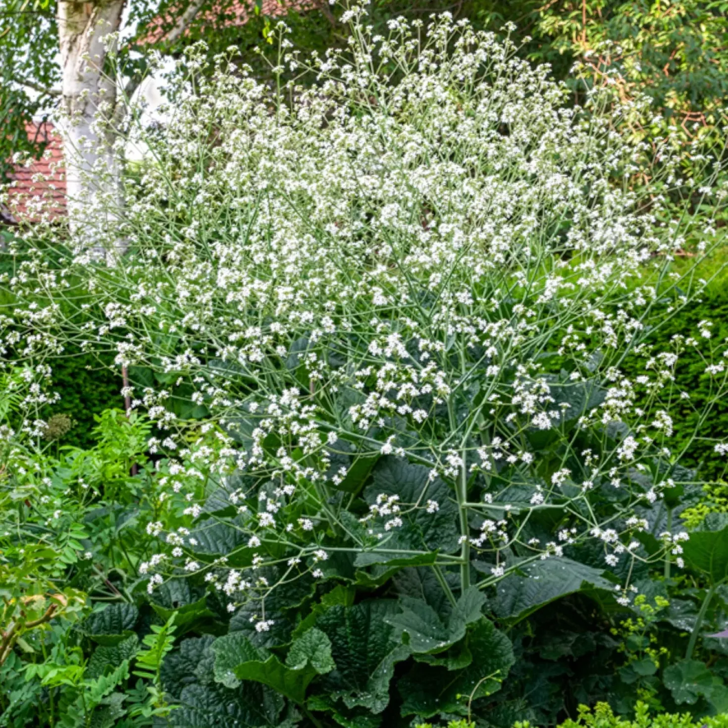 Herzblättriger Blütenkohl - Weiße Blütenwolke im Beet