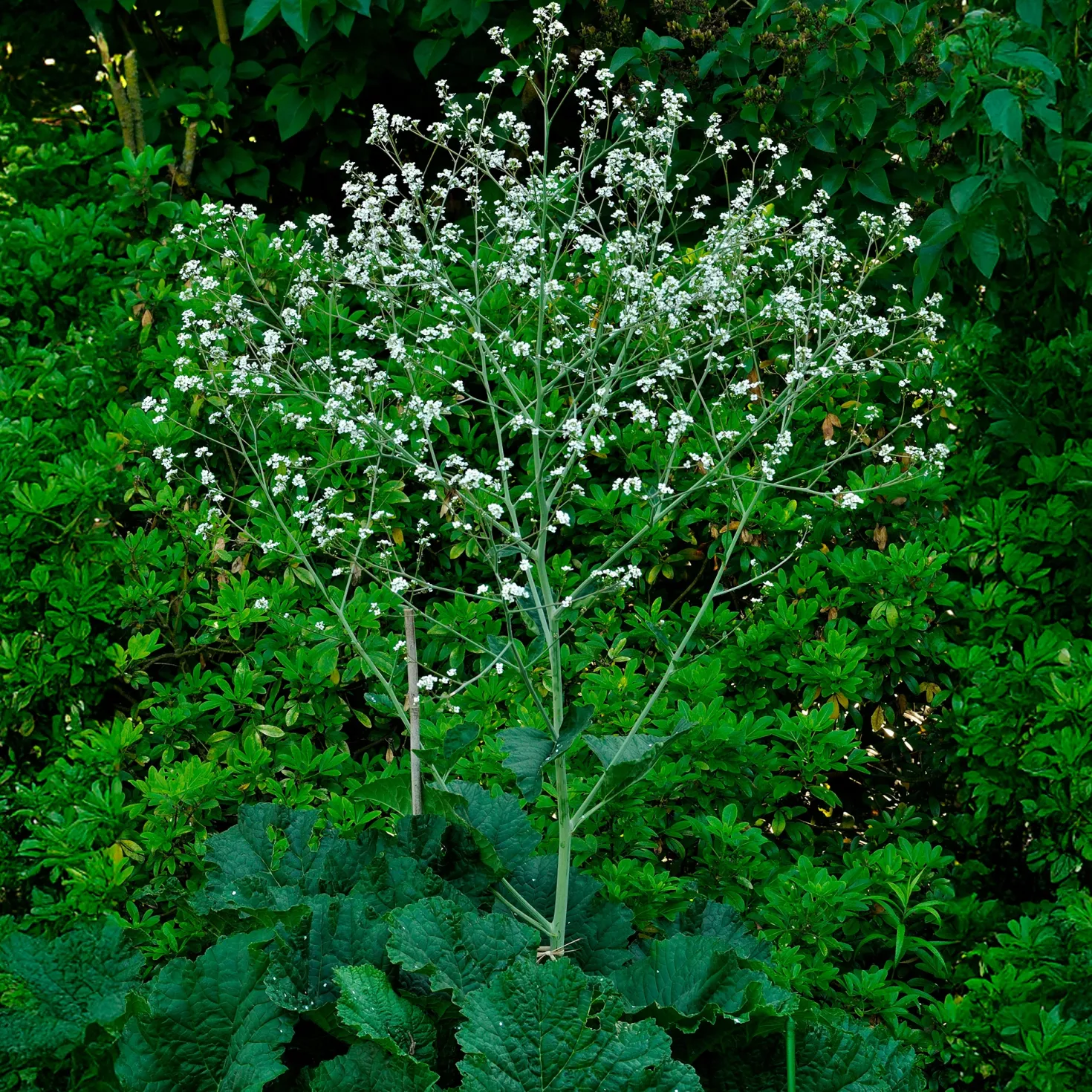 Herzblättriger Blütenkohl - Weiße Blütenwolke im Beet