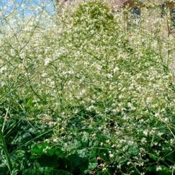 Herzblättriger Blütenkohl - Weiße Blütenwolke im Beet