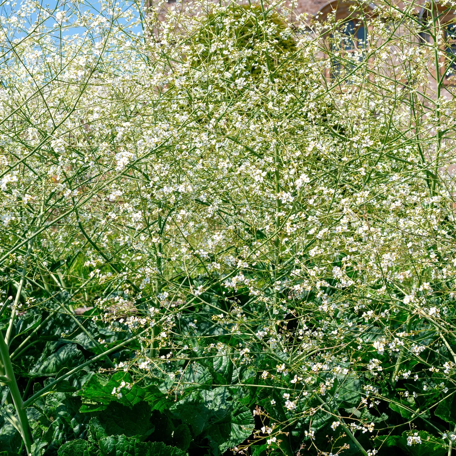 Herzblättriger Blütenkohl - Weiße Blütenwolke im Beet