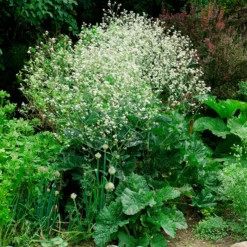 Herzblättriger Blütenkohl - Weiße Blütenwolke im Beet
