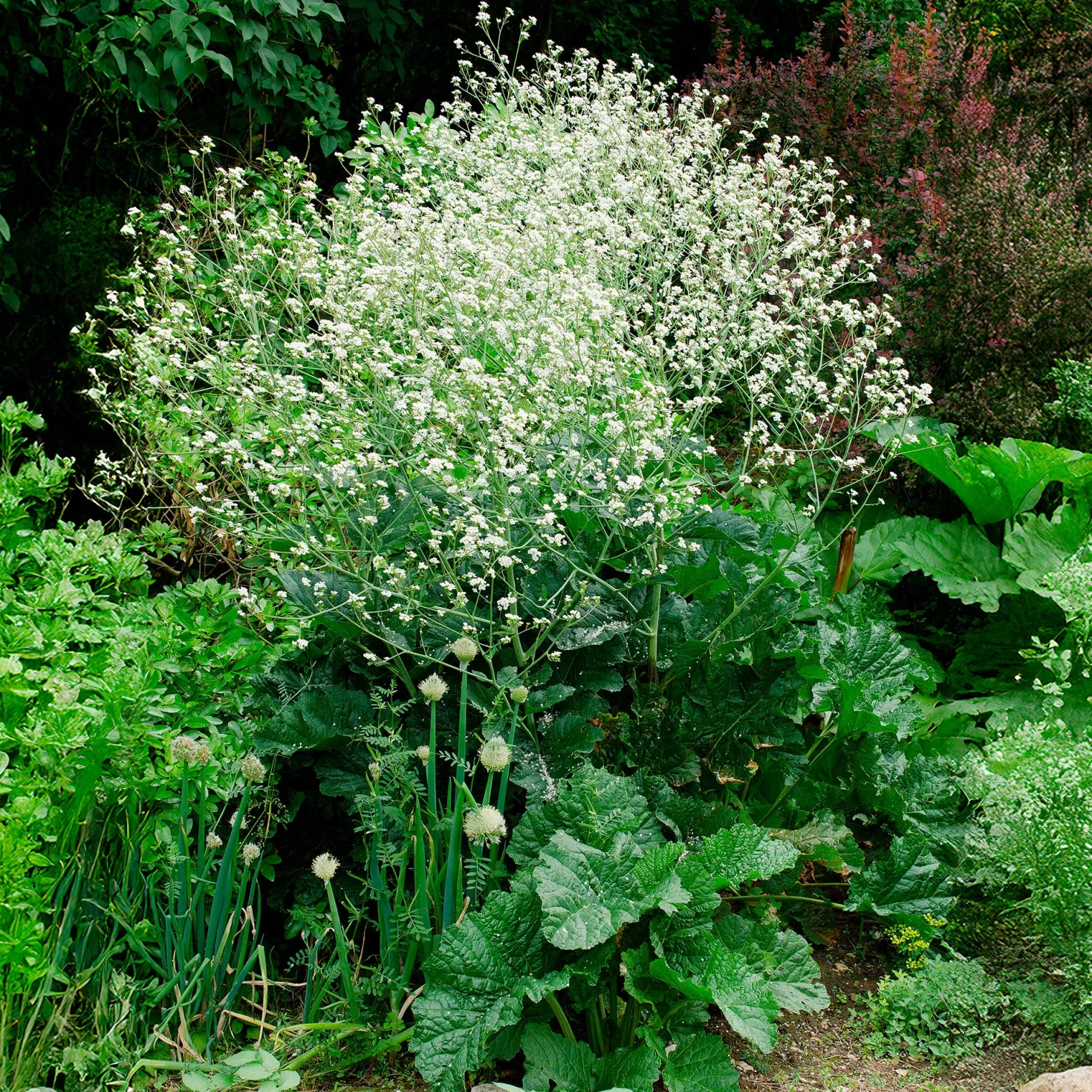 Herzblättriger Blütenkohl - Weiße Blütenwolke im Beet