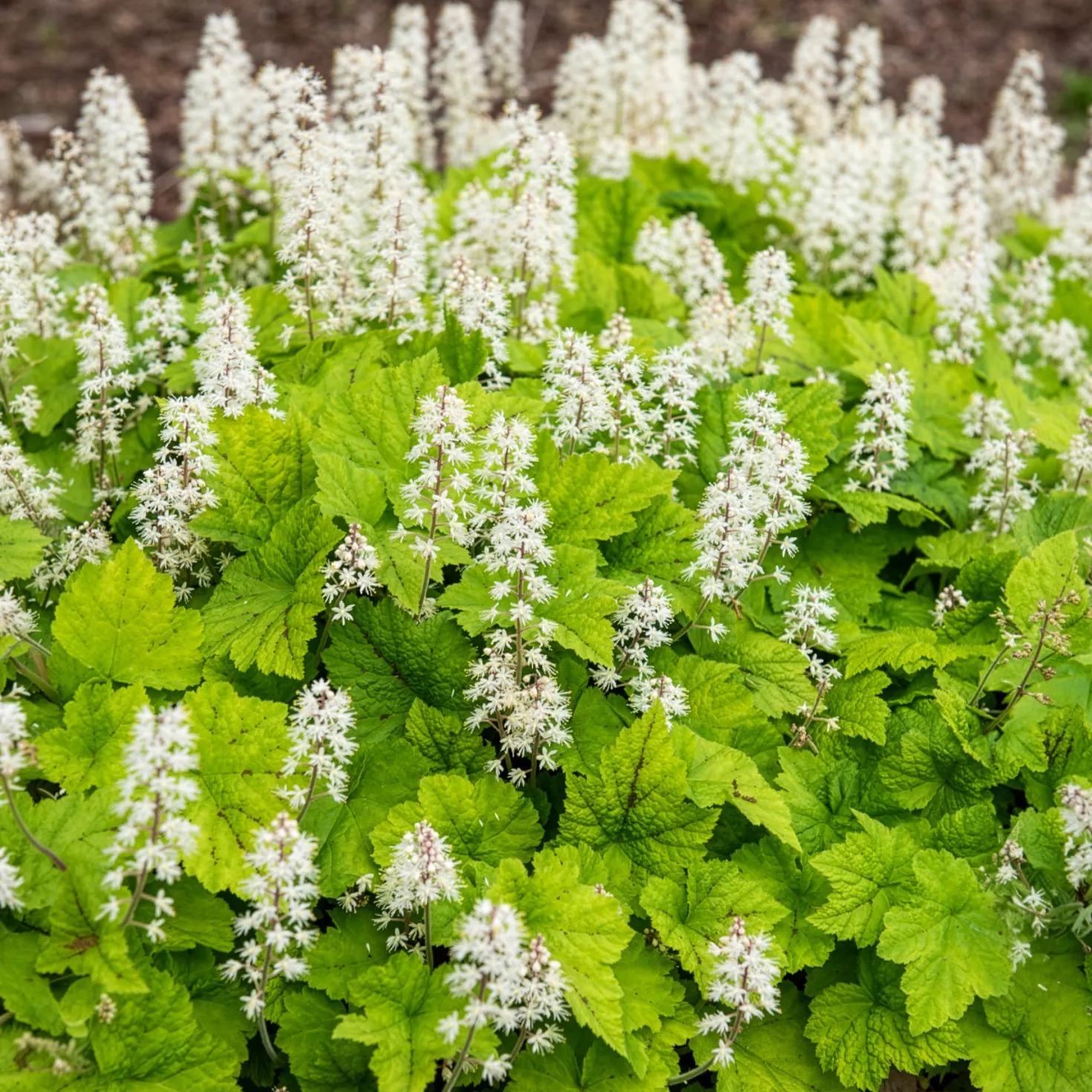 Herzblättrige Schaumblüten - Grün im tiefsten Schatten