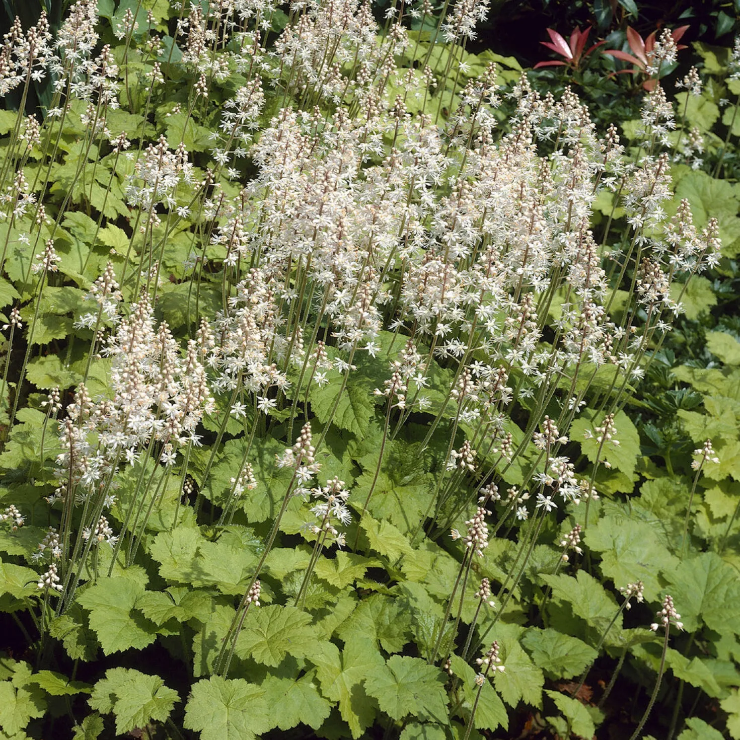 Herzblättrige Schaumblüten - Grün im tiefsten Schatten