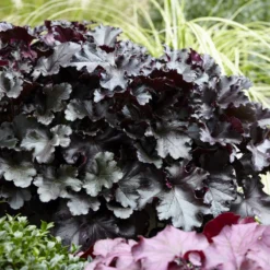 Heuchera Black Pearl - Fast schwarzes Laub, ganzjährig