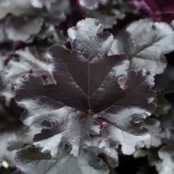 Heuchera Black Pearl - Fast schwarzes Laub, ganzjährig
