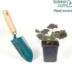 Heuchera Black Pearl - Fast schwarzes Laub, ganzjährig