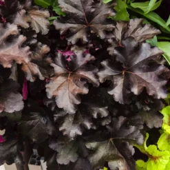 Heuchera Black Pearl - Fast schwarzes Laub, ganzjährig