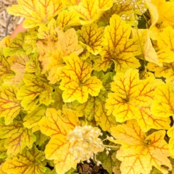 Heuchera Electra - Goldlaub, das leuchtet