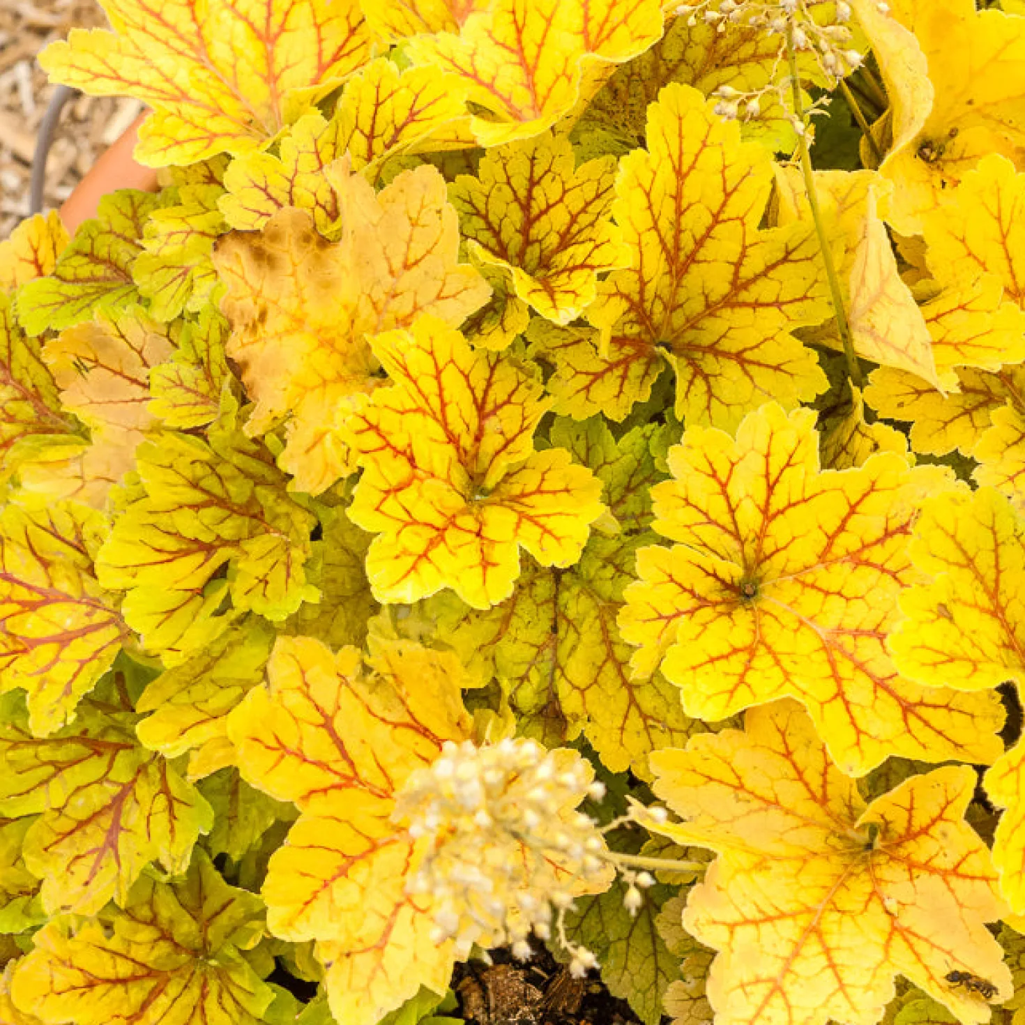 Heuchera Electra - Goldlaub, das leuchtet