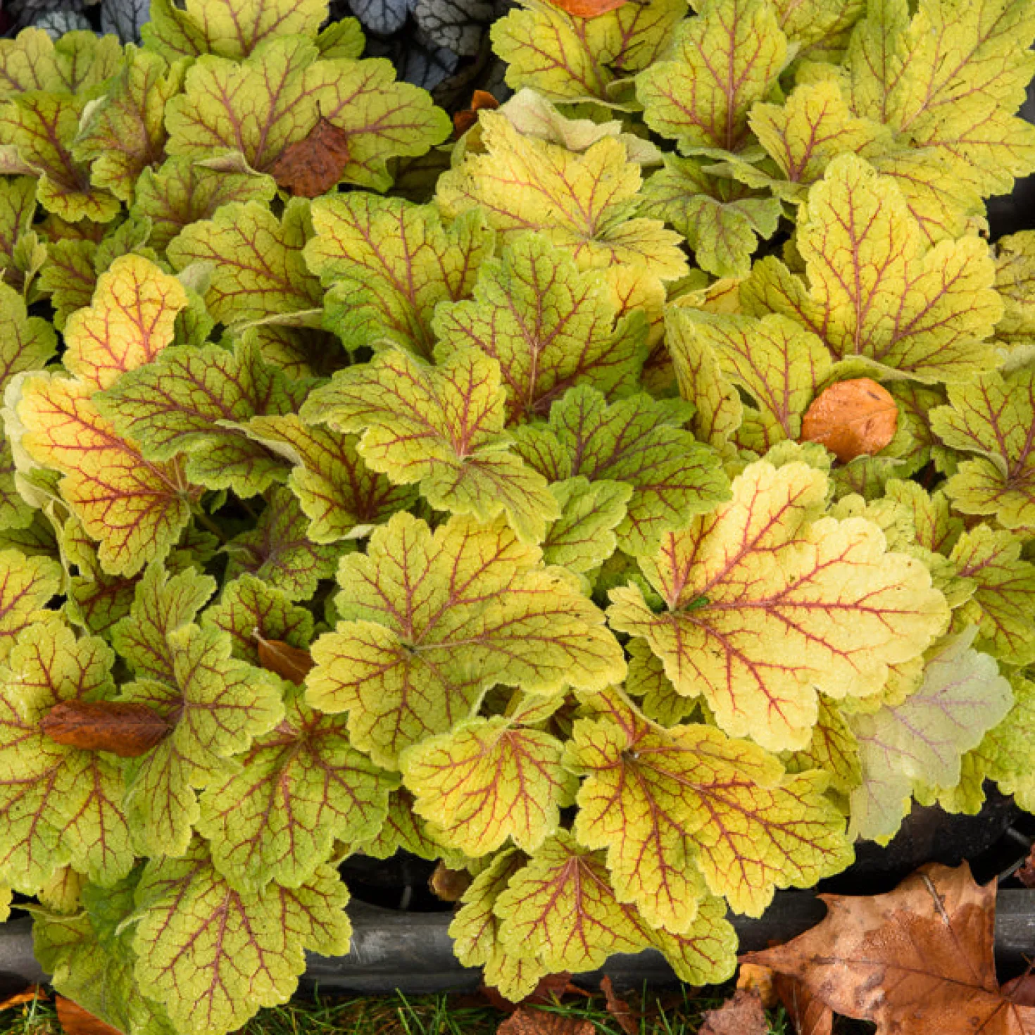 Heuchera Electra - Goldlaub, das leuchtet