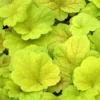 Heuchera Electric Lime - Leuchtendes Grün im Schatten