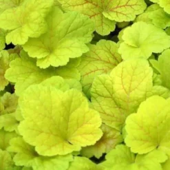 Heuchera Electric Lime - Leuchtendes Grün im Schatten