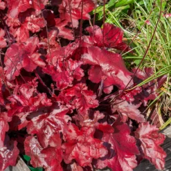 Heuchera Fire Chief - Feuriges Rot das ganze Jahr
