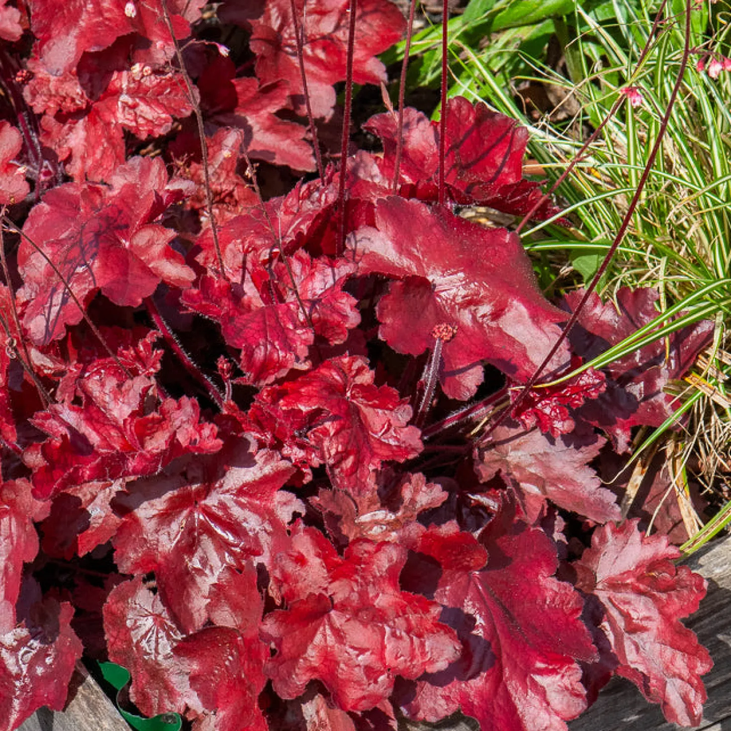 Heuchera Fire Chief - Feuriges Rot das ganze Jahr