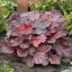 Heuchera Fire Chief - Feuriges Rot das ganze Jahr