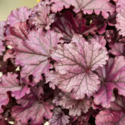 Heuchera Forever Purple - Farbe das ganze Jahr