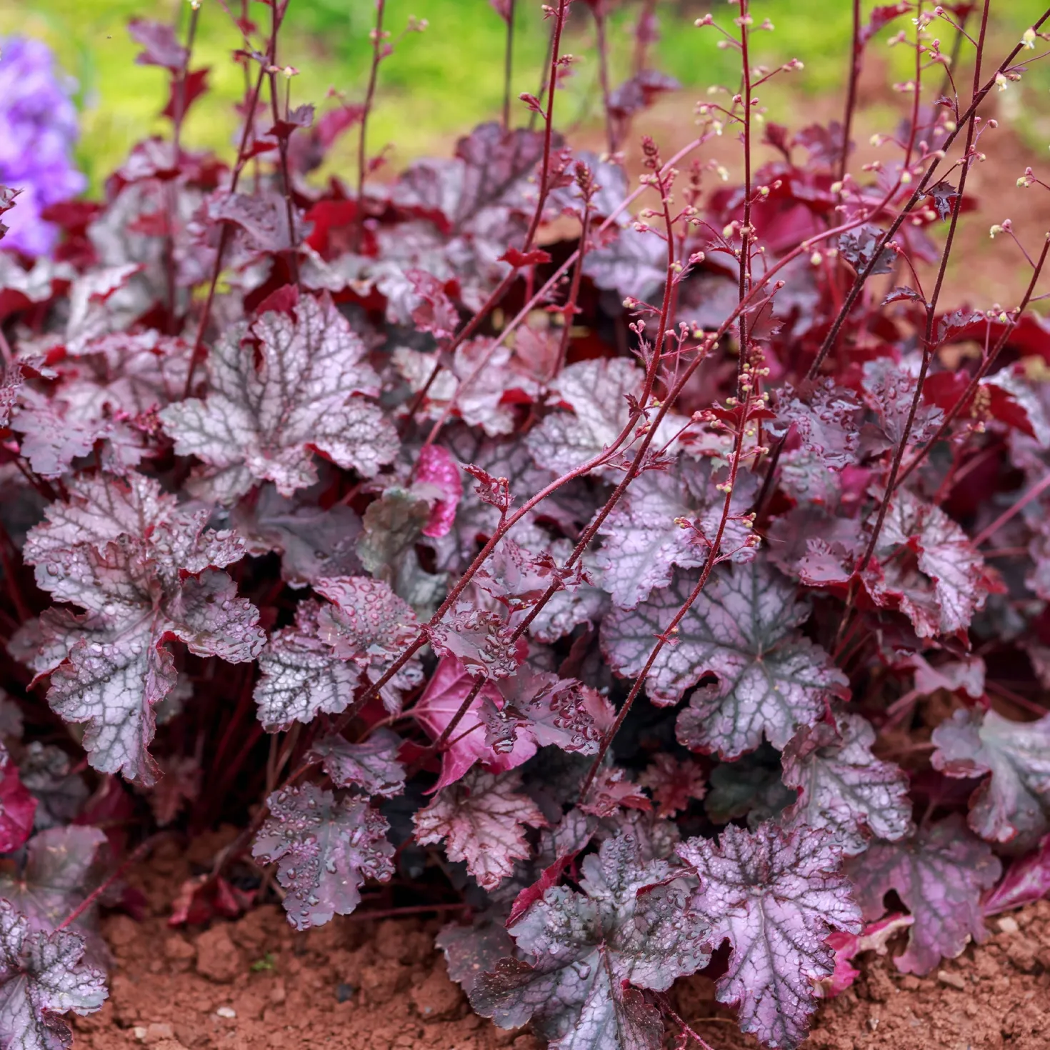 Heuchera Forever Purple - Farbe das ganze Jahr