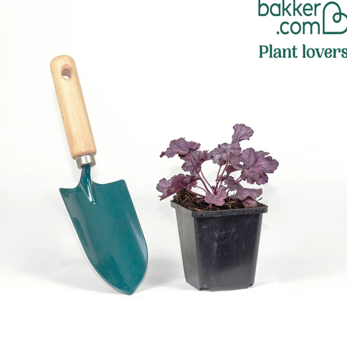 Heuchera Forever Purple - Farbe das ganze Jahr